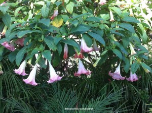Brugmansia suoveolens - pink - blooming